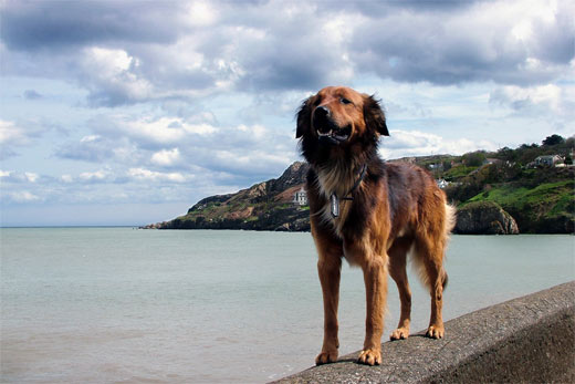 Howth streundnder Hund am Hafen