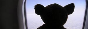 teddy im Flieger