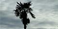Palme