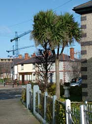 Vorgarten in Dublin