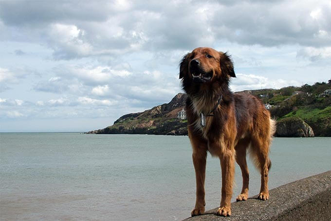 Howth streundnder Hund am Hafen