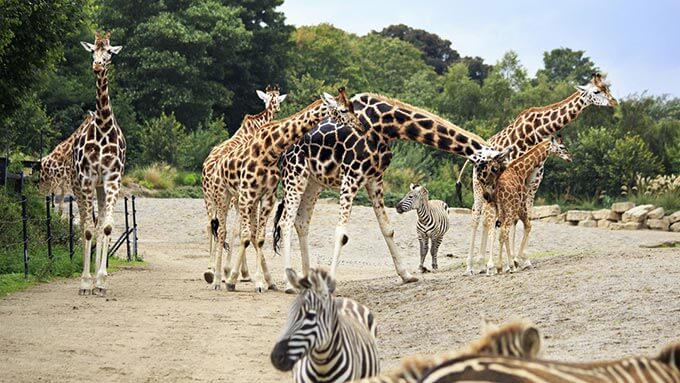 dublin zoo, giraffes zebras