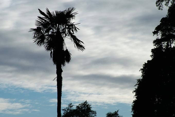 Phoenix Park Palme